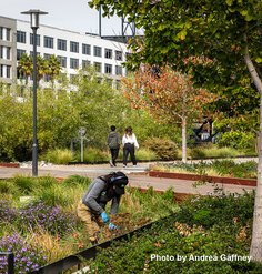 A maintenance worker in a rain garden amidst walkways in an urban park