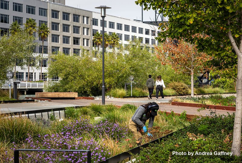 A maintenance worker in a rain garden amidst walkways in an urban park