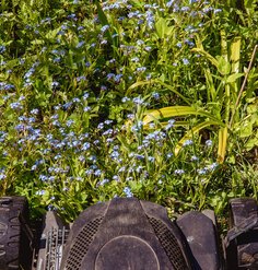 A mower in a patch of blue flowers in a natural area